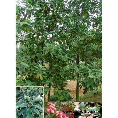 国槐1报价/江西国槐1报价