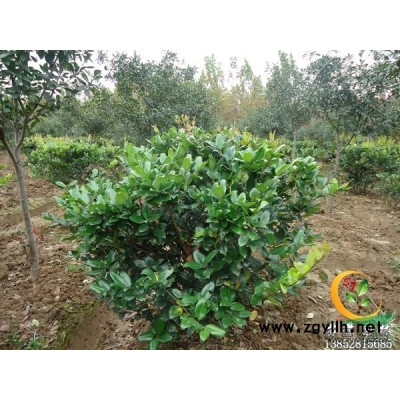 国槐价格、国槐报价