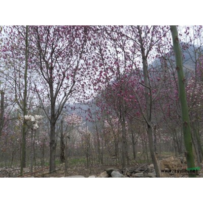 河南30国槐信息