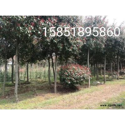 胸径8公分10公分12公分栾树价格