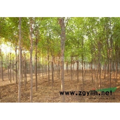 河北国槐.苗圃直供各种规格国槐,国槐价格优惠