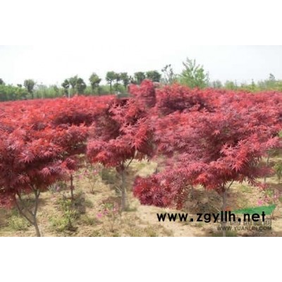 供应紫薇、枇杷、红叶李、栾树、红枫、合欢、国槐