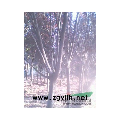 刺槐苗 紫穗槐  国槐