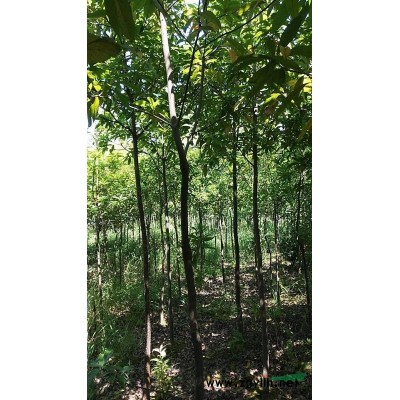 供应3-12公分栾树