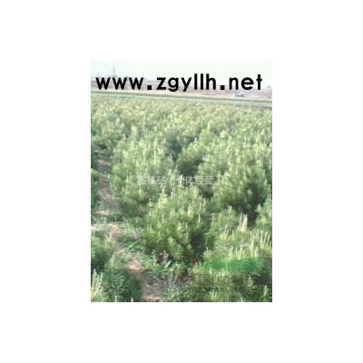 供应国槐小苗，一年苗，80公分高国槐苗