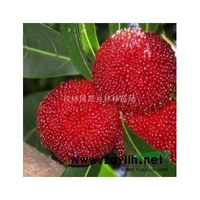 大量出售10-20公分国槐原生冠，定干发1-2年冒