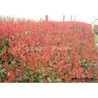 江苏南京栾树 江苏栾树供应 出售江苏南京栾树价格