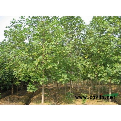 国槐树苗-国槐种子-垂槐-黄金槐-香花槐-青桐-马褂木-碧桃