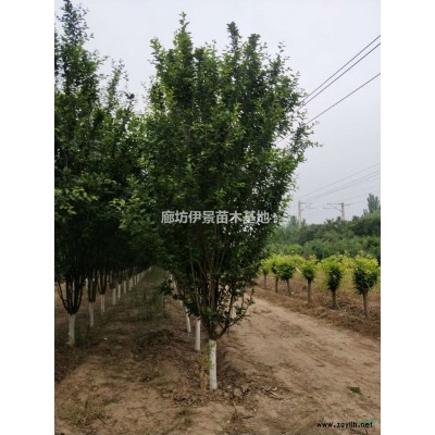 廊坊地区栾树