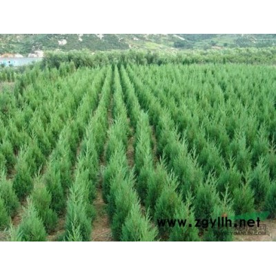 河北苗木河北国槐速生国槐国槐报价国槐价格国槐规格绿化苗木国槐