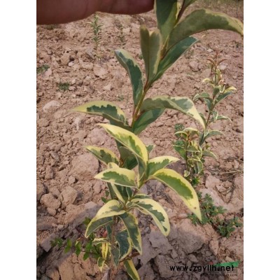 山东梁山千亩苗木基地大量供应速生国槐1-3公分