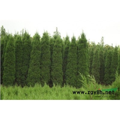 黄山栾树/栾树/黄山栾树报价/栾树图片