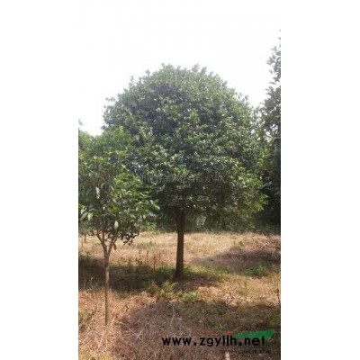 栾树报价/河南栾树报价