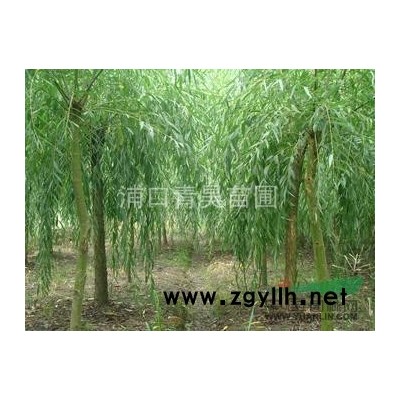 有规格不同的国槐绿化苗木急售，南京汤泉青昊苗圃