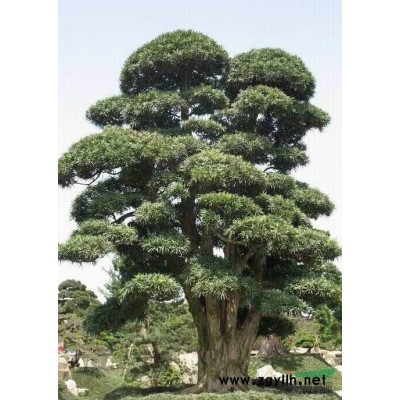 供应各大乔木国槐、法桐、北栾、垂柳、合欢、皂角等~