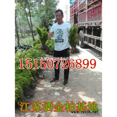 栾树价格-*低价批发1—2公分栾树苗价格-栾树生产基地-栾树图1