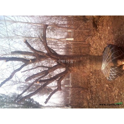 河北沧州广阔枣树苗销售中心销售供应枣树苗古枣树国槐