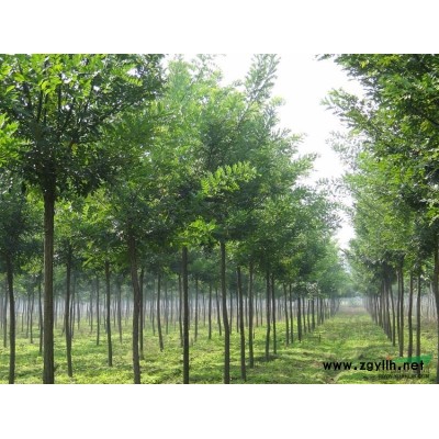 山东国槐 东营国槐 国槐批发 国槐工程苗 国槐供应 国槐基地 国槐价格