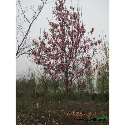 雪松*新价格/雪松报价