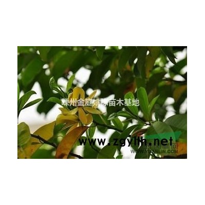 浙江供应黄山栾树大批量
