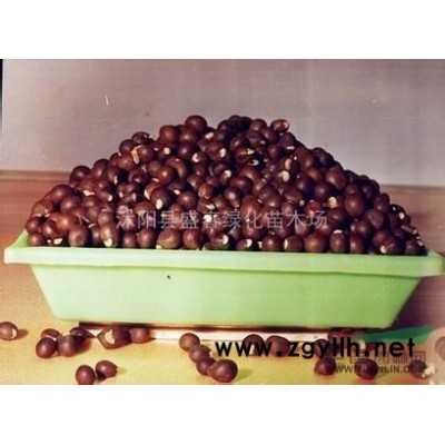 2014盛春种子站低价大量出售 雪松种子 雪松种子价格 雪松