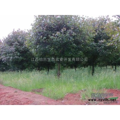 雪松，江西抚州雪松