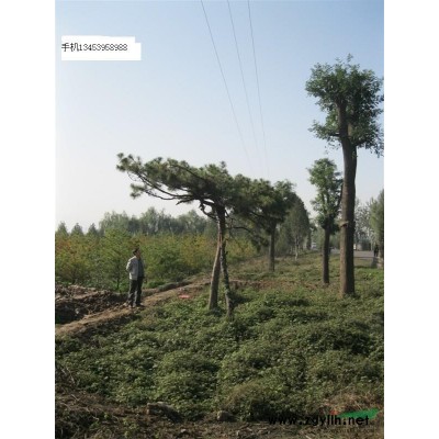 栾树价格2016/栾树树苗价格