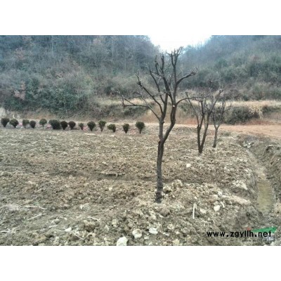 栾树11*新价格/栾树11报价