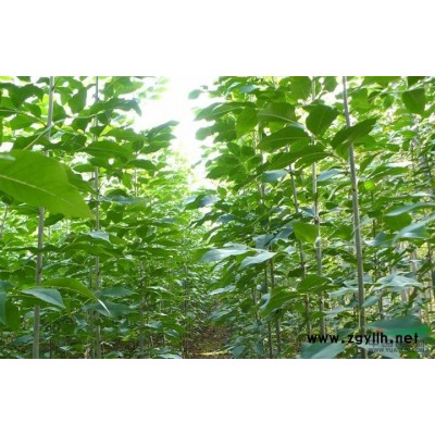 速生白蜡成品苗、国槐成品苗，