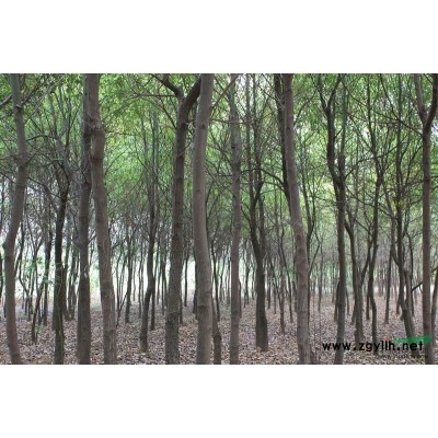 2-3重阳木4-5枫香，3-7青枫，6-10栾树2-7白玉兰