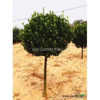 河南新密出售高质量栾树