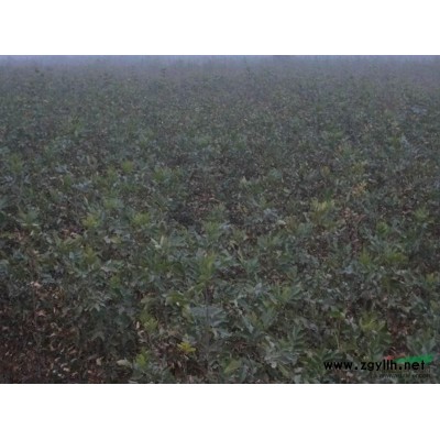 供应1-50cm国槐、速生国槐