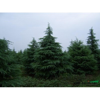 供应山东优质雪松