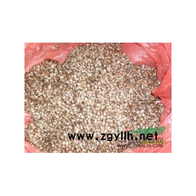 紫穗槐苗//紫叶矮樱/国槐苗/白蜡苗