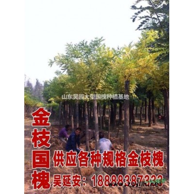 山东郓城大规格金枝国槐基地  黄金槐哪里便宜