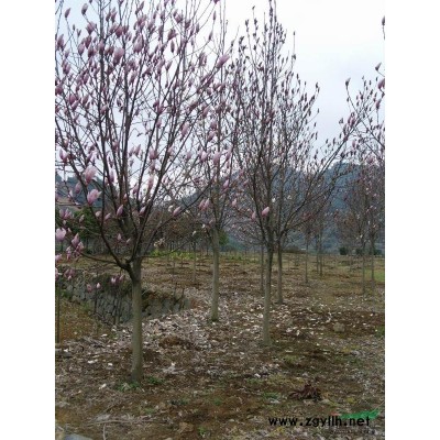 河南白皮松信息