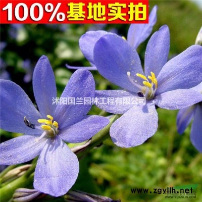 供应金枝国槐、金枝国槐苗、金枝国槐小苗、金枝国槐工程苗