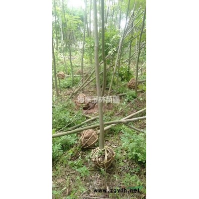 2021年3/4/5/6公分栾树价格