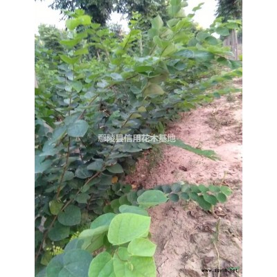 河南黄山栾树，鄢陵栾树