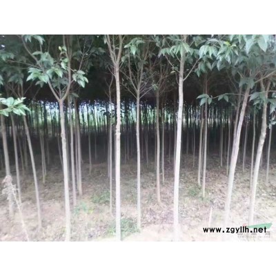 栾树基地实拍安徽栾树基地批发价格便宜优质的栾树价格到安徽大量