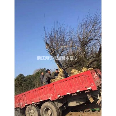 2-18公分黄山栾树  浙江海宁专供