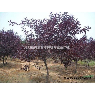 栾树小苗 木栾价格 栾华基地 栾树苗圃 园林绿化