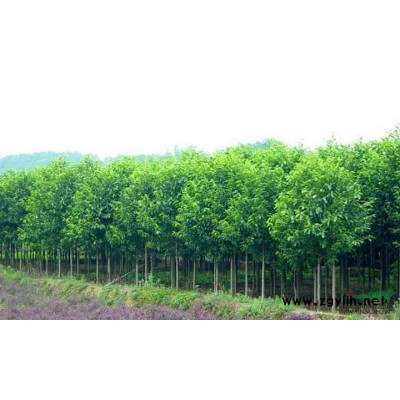 低价供应10万棵国槐小苗，7-10公分国槐报价