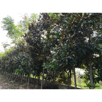 湖北地区栾树各种规格大量供应处理