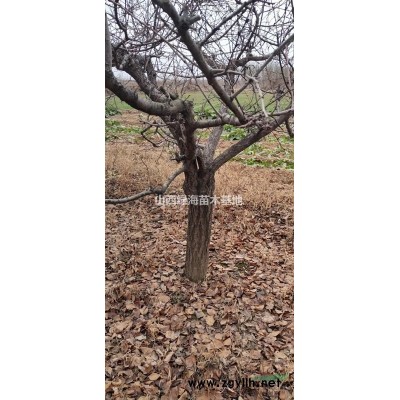 栾树苗价格 北栾树苗产地  3公分、4公分、5公分北栾价格