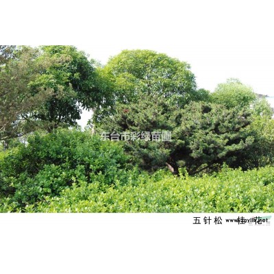 江苏地区供应 胸径栾树，胸径3公分以上 栾树