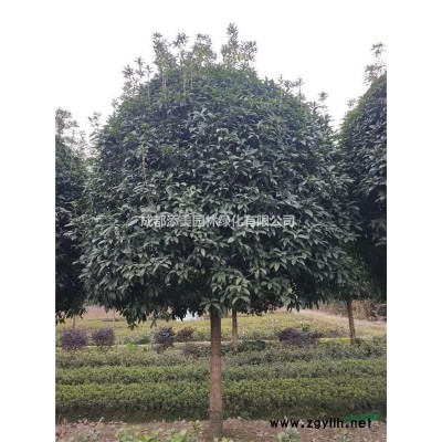 杀头栾树基地直销物美价廉