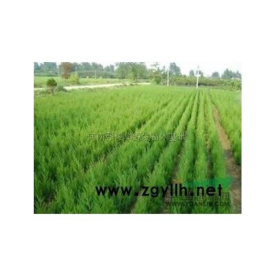 国槐供应/国槐图片