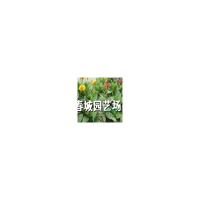 成都地区供应国槐，规格*