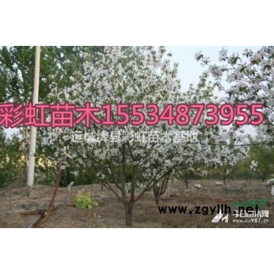 2公分栾树价格3公分栾树价格4公分栾树价格